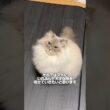 【俳優猫】いれぶんは天才猫である。 #cat #サイベリアン #ネヴァマスカレード #猫 #shorts