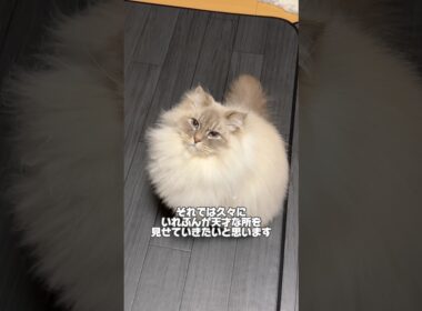 【俳優猫】いれぶんは天才猫である。 #cat #サイベリアン #ネヴァマスカレード #猫 #shorts