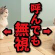猫は本当に自分の名前を覚えているのか検証してみた結果…