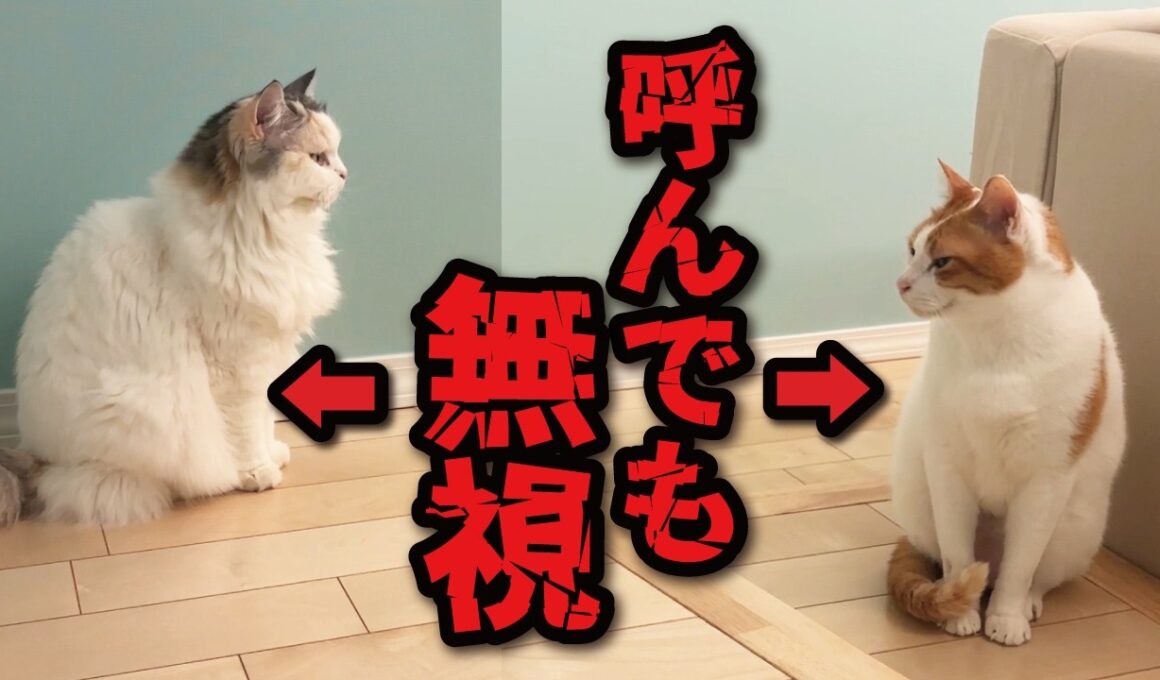 猫は本当に自分の名前を覚えているのか検証してみた結果…
