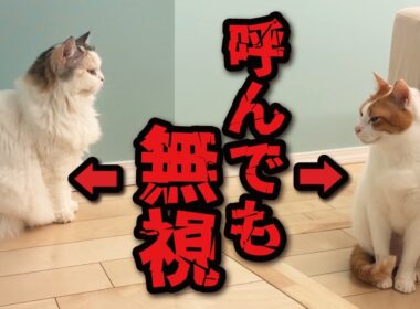 猫は本当に自分の名前を覚えているのか検証してみた結果…