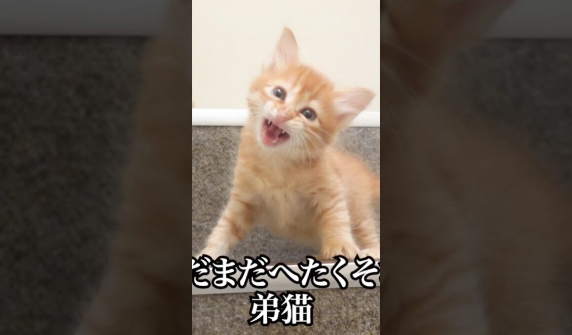 🐱階段降りにチャレンジの子猫姉弟🐱   #cat #kitten #猫 #子猫 #ねこ #こねこ #保護猫  #shorts  #猫のいる暮らし