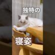 あんずの寝姿が独特すぎました😅💕#ラグドール #猫好きさんと繋がりたい #猫のいる暮らし #ねこ動画