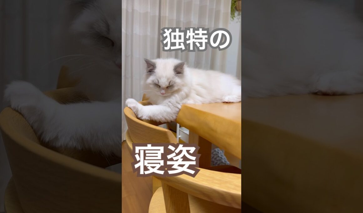 あんずの寝姿が独特すぎました😅💕#ラグドール #猫好きさんと繋がりたい #猫のいる暮らし #ねこ動画
