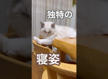 あんずの寝姿が独特すぎました😅💕#ラグドール #猫好きさんと繋がりたい #猫のいる暮らし #ねこ動画