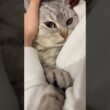 飼主帰宅で全力で愛でられるマンチカンが可愛すぎる...!! #cat #猫