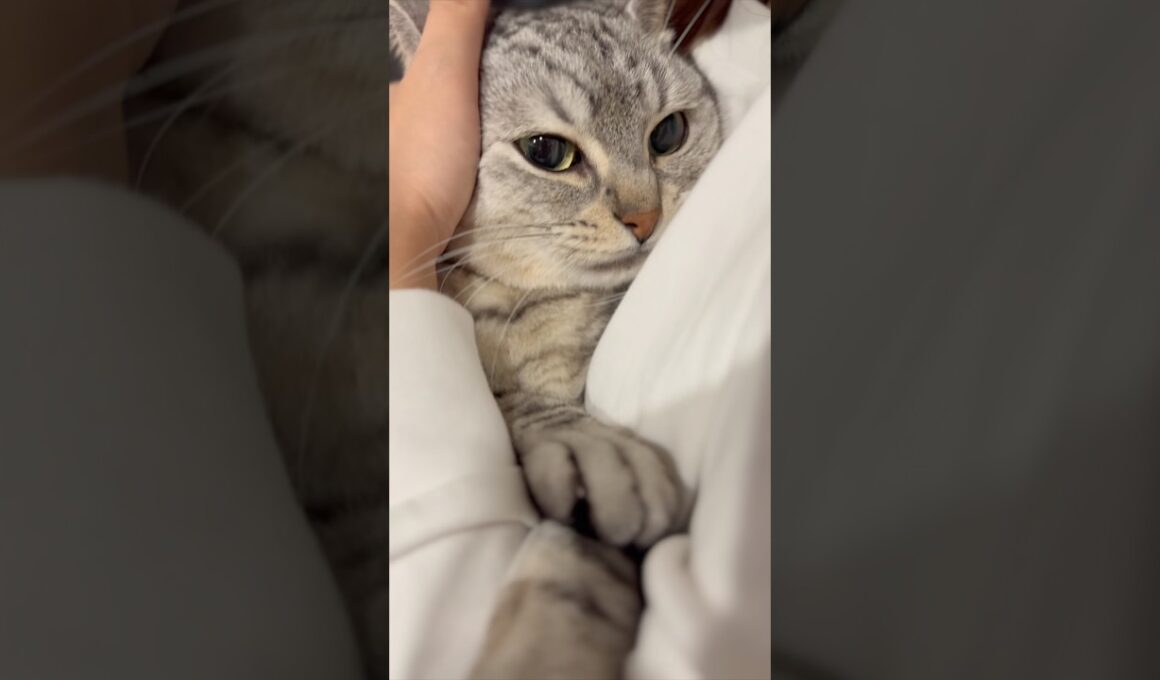 飼主帰宅で全力で愛でられるマンチカンが可愛すぎる...!! #cat #猫