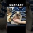 え？今何されたの？ #猫 #子猫  #cat