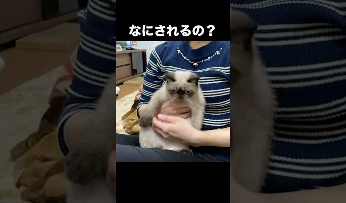え？今何されたの？ #猫 #子猫  #cat