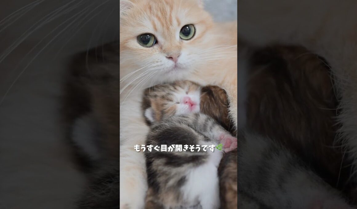 ポコの子猫、生後10日になりました