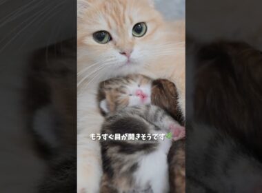 ポコの子猫、生後10日になりました