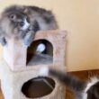 【元気‼︎】毛糸ボールを掘り出すもふ猫たちwwwノルウェージャンフォレストキャットとターキッシュアンゴラ