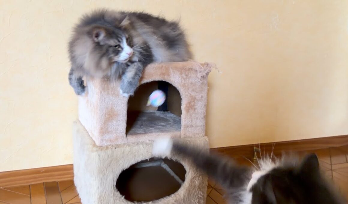 【元気‼︎】毛糸ボールを掘り出すもふ猫たちwwwノルウェージャンフォレストキャットとターキッシュアンゴラ