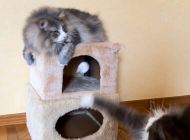 【元気‼︎】毛糸ボールを掘り出すもふ猫たちwwwノルウェージャンフォレストキャットとターキッシュアンゴラ