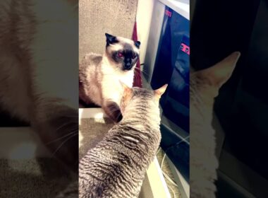 大好きなたぬき猫とにらめっこして怒られちゃうシンガプーラなのにゃ♪ #cat #シンガプーラ #トンキニーズ#たぬき猫#singapura#tonkinese