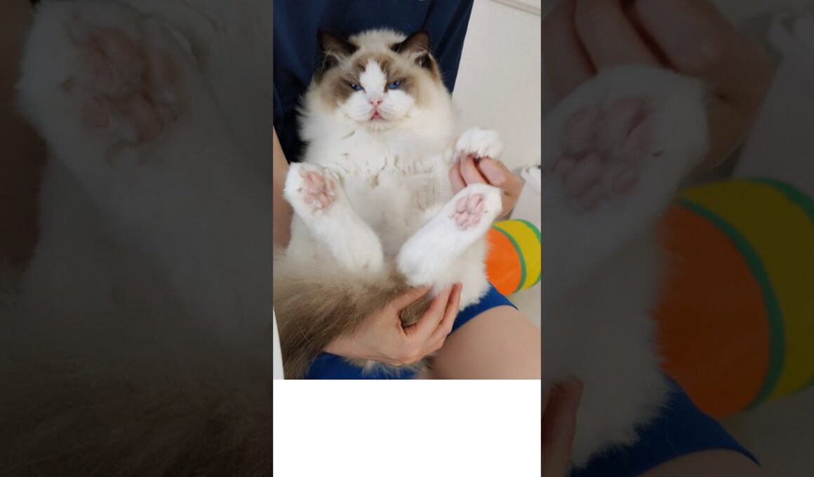 ベロ出てる？😺 #shorts #猫 #子猫 #ラグドール #甘えん坊猫 #猫のいる暮らし