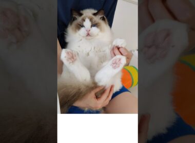 ベロ出てる？😺 #shorts #猫 #子猫 #ラグドール #甘えん坊猫 #猫のいる暮らし
