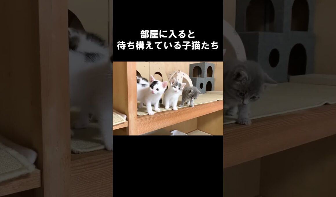 部屋に入ると待ち構えている子猫たち　#保護子猫
