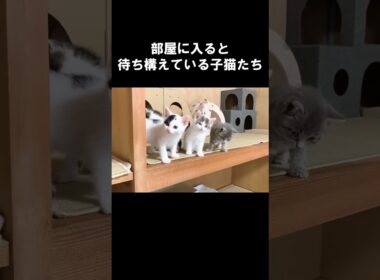 部屋に入ると待ち構えている子猫たち　#保護子猫