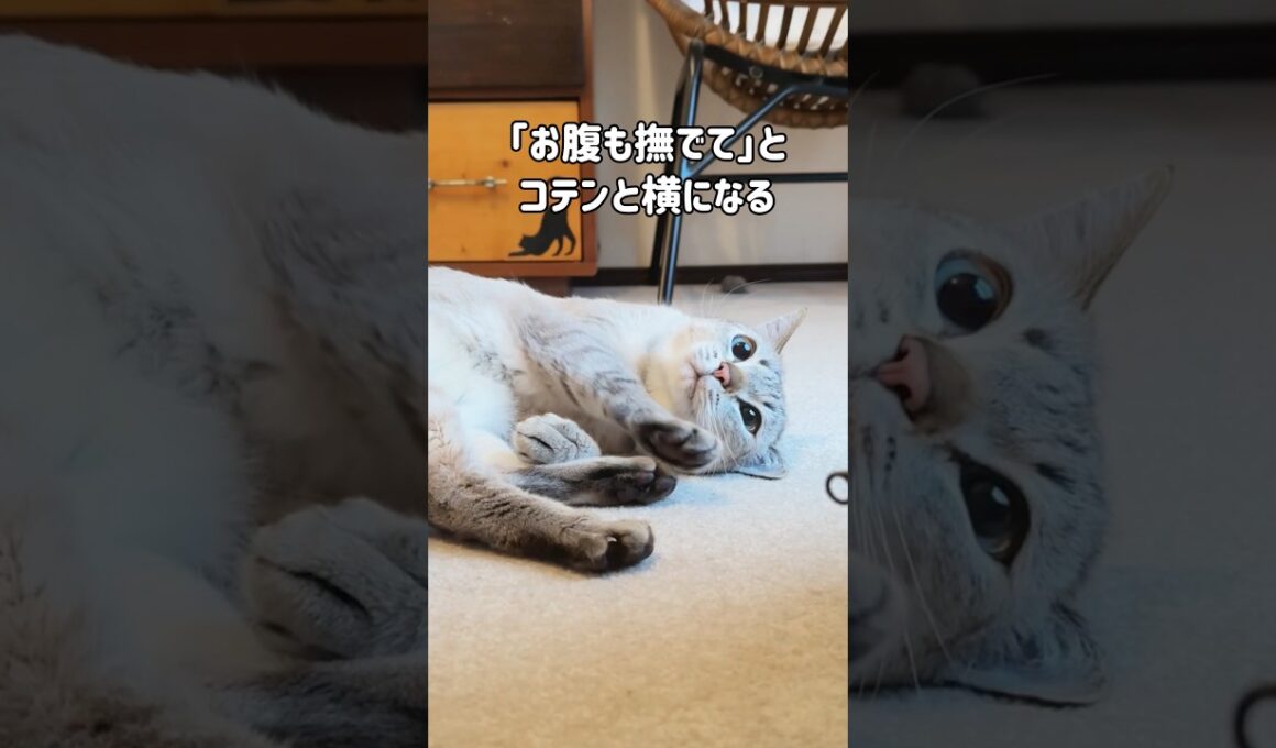 撫でられ好きの元野良猫くう「お腹も撫でて」と横になっていたら…先輩猫に尻尾で遊ばれるようになった