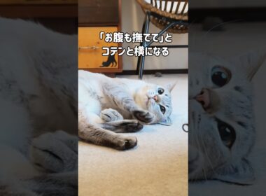 撫でられ好きの元野良猫くう「お腹も撫でて」と横になっていたら…先輩猫に尻尾で遊ばれるようになった