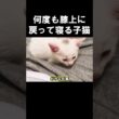何度も膝上に戻って寝る子猫 #保護子猫
