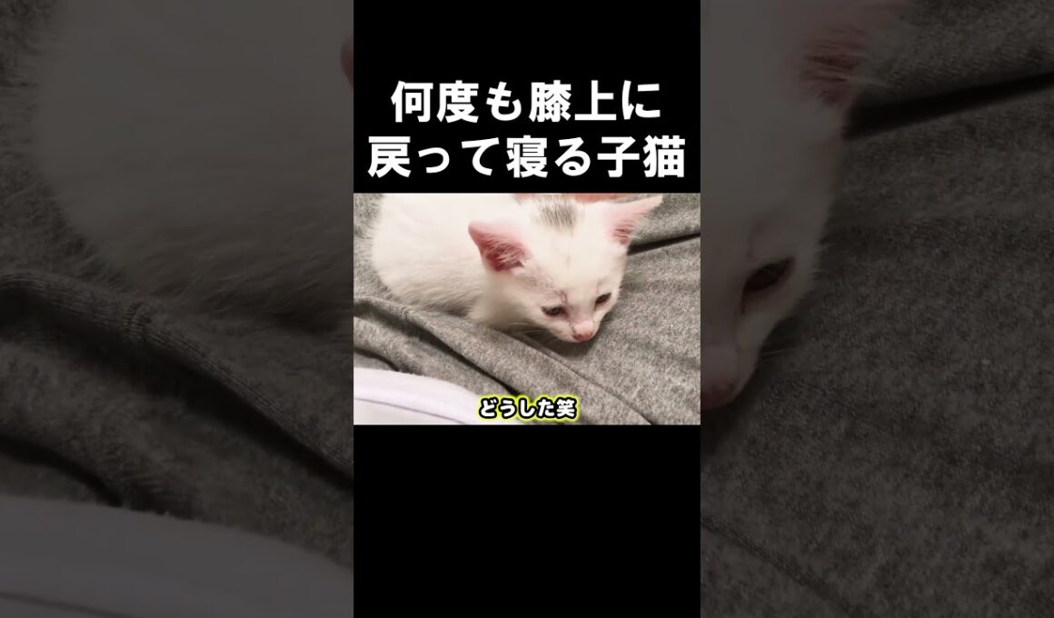 何度も膝上に戻って寝る子猫 #保護子猫