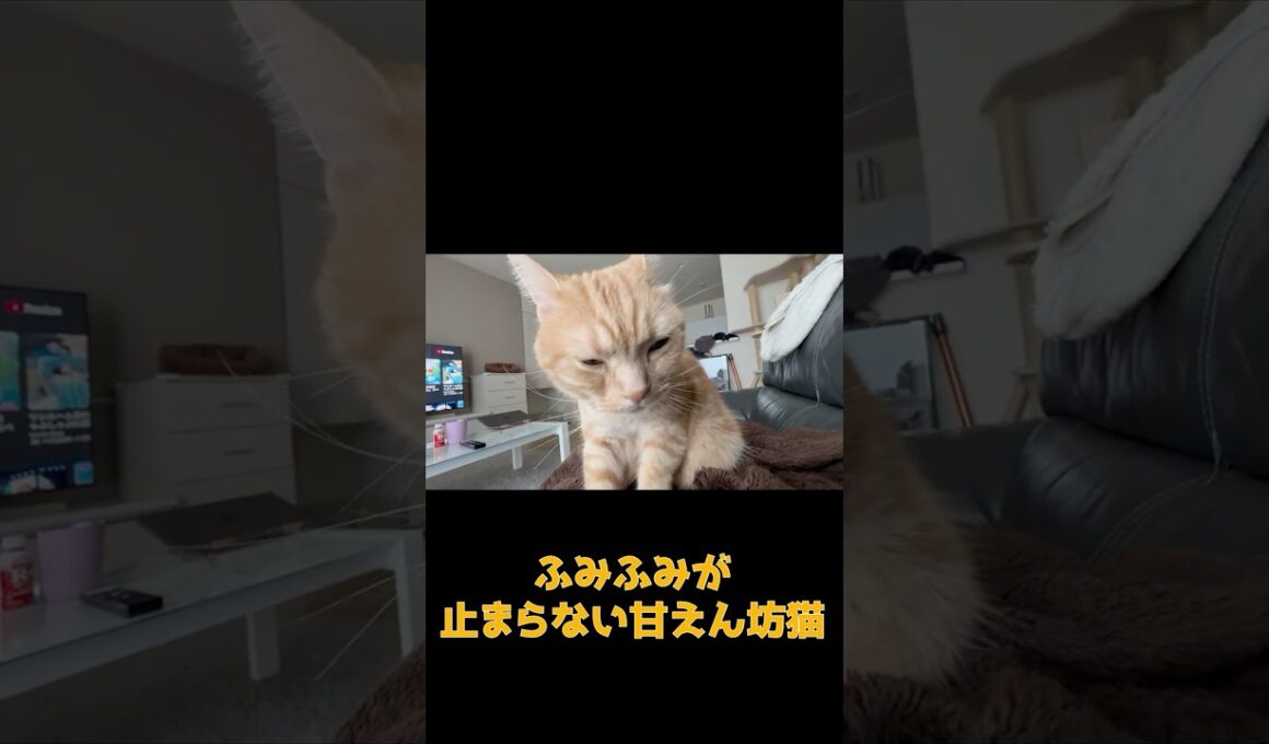 アメショ猫のゴロゴロ音をお聞きください #ネコ #cat  #ねこ #猫のいる生活 #shorts #アメショ #ノルウェージャンフォレストキャット #アメリカンショートヘア #猫のいる暮らし