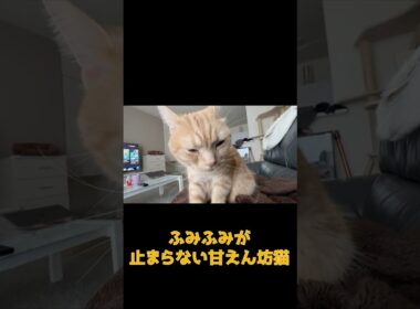 アメショ猫のゴロゴロ音をお聞きください #ネコ #cat  #ねこ #猫のいる生活 #shorts #アメショ #ノルウェージャンフォレストキャット #アメリカンショートヘア #猫のいる暮らし