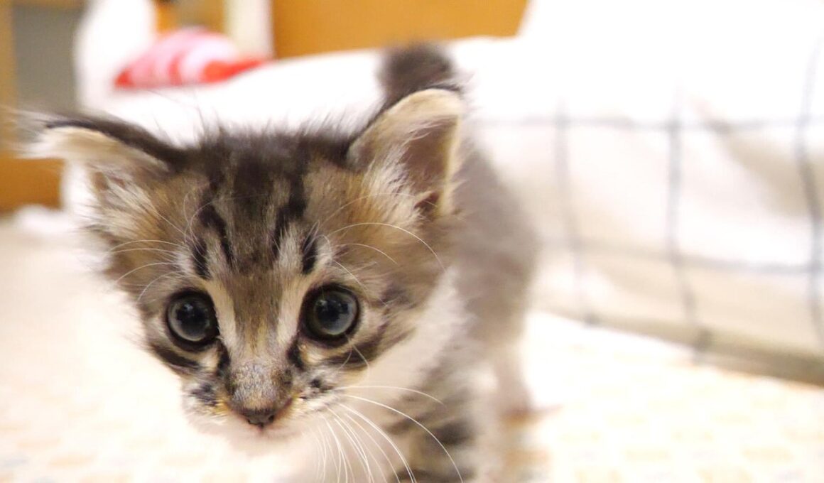 そろそろ、ご飯の準備かな？赤ちゃん子猫がママの足元にそっと近づく？【赤ちゃん猫　保護猫】