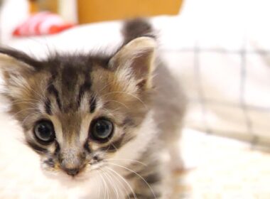 そろそろ、ご飯の準備かな？赤ちゃん子猫がママの足元にそっと近づく？【赤ちゃん猫　保護猫】
