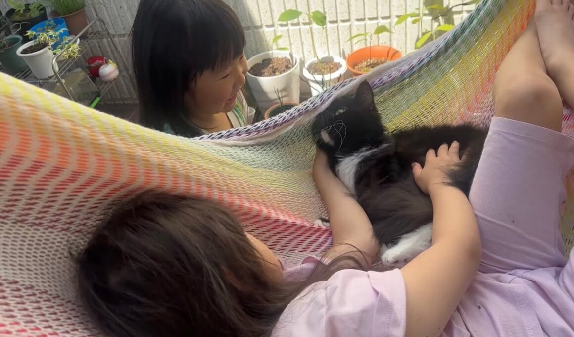 ベッドでもハンモックでも近距離で過ごす猫　ラガマフィン　サイベリアンCats spending time in close proximity. Ragamuffin. Siberian
