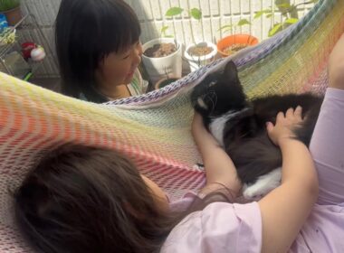 ベッドでもハンモックでも近距離で過ごす猫　ラガマフィン　サイベリアンCats spending time in close proximity. Ragamuffin. Siberian