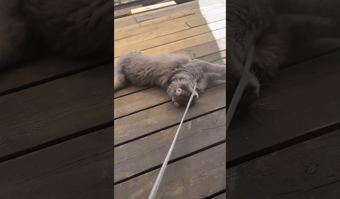 夏だ #ねこ動画 #かわいい猫 #アメリカンカール