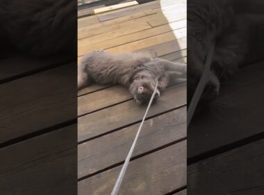 夏だ #ねこ動画 #かわいい猫 #アメリカンカール