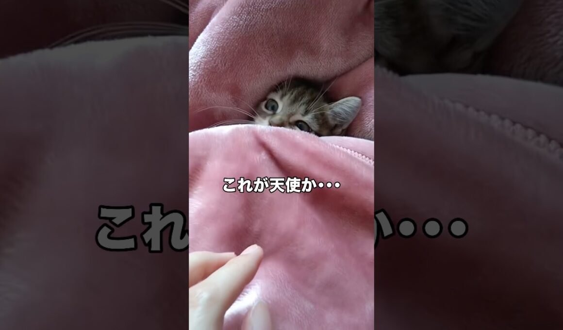 最後の仕草鬼可愛すぎて滅 #子猫 #キジトラ #猫 #shorts