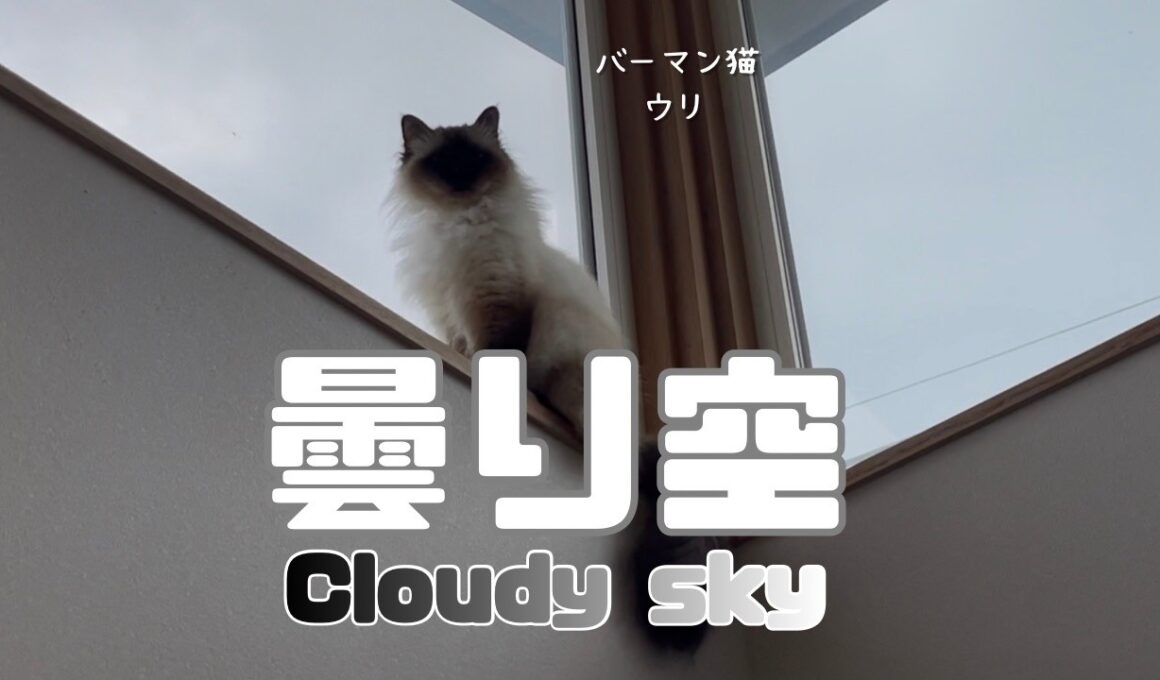 バーマン猫ウリ【曇り空】Cloudy sky（バーマン猫ウリ）Birman/Cat