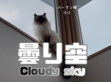バーマン猫ウリ【曇り空】Cloudy sky（バーマン猫ウリ）Birman/Cat