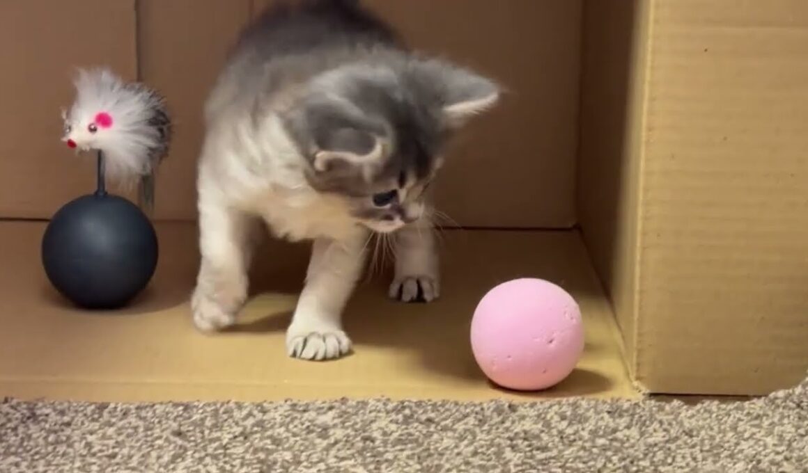 Somali Kitten  〜生後4週間〜 ソマリの仔猫