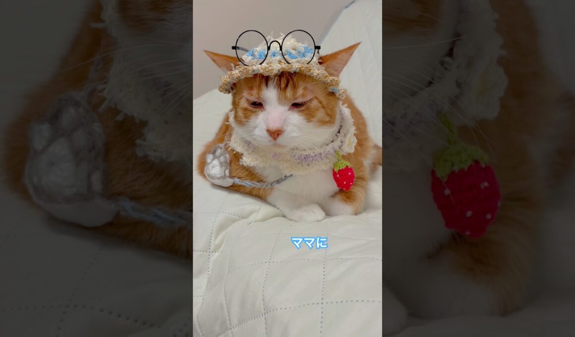 m o s i ? m o s i ? 聞こえてる？  #shorts #cat #猫のいる暮らし