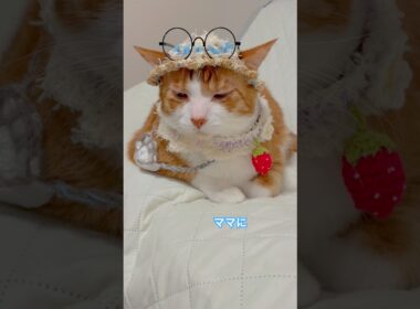 m o s i ? m o s i ? 聞こえてる？  #shorts #cat #猫のいる暮らし