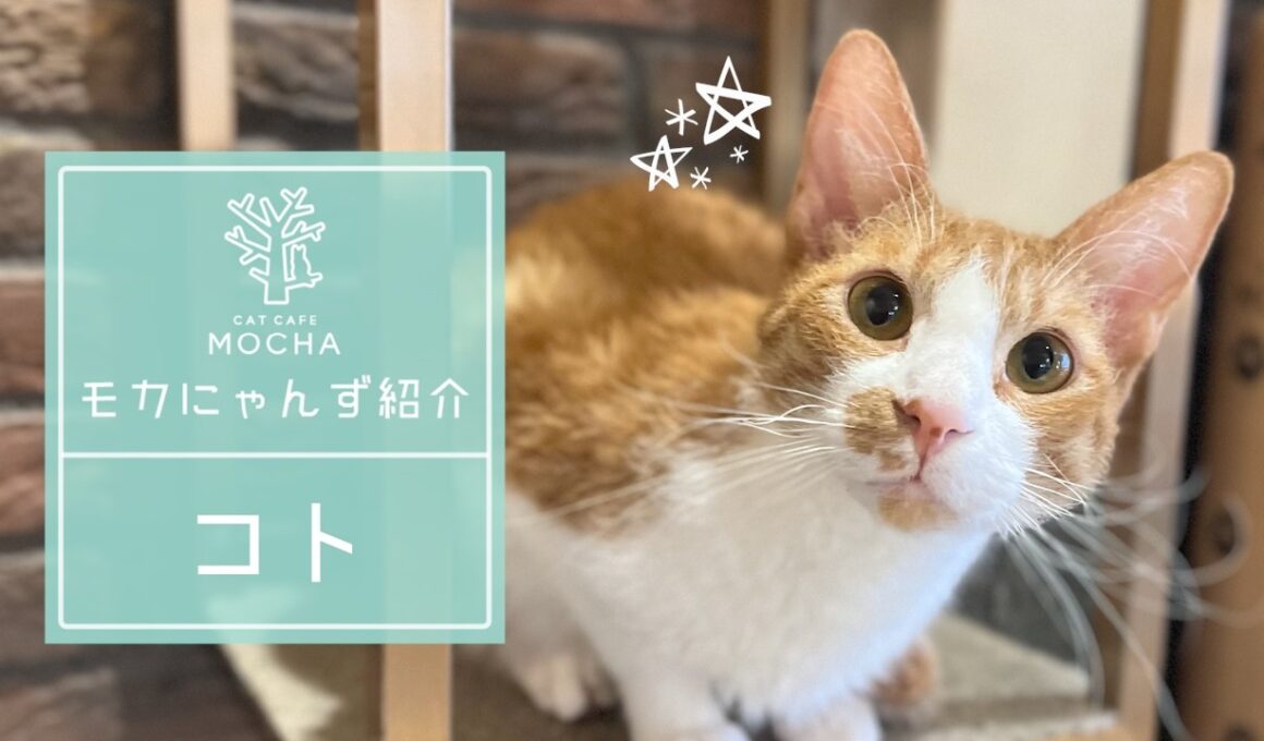 コト(コーニッシュレックス♂)　渋谷センター街店