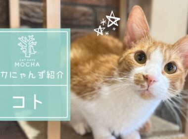 コト(コーニッシュレックス♂)　渋谷センター街店