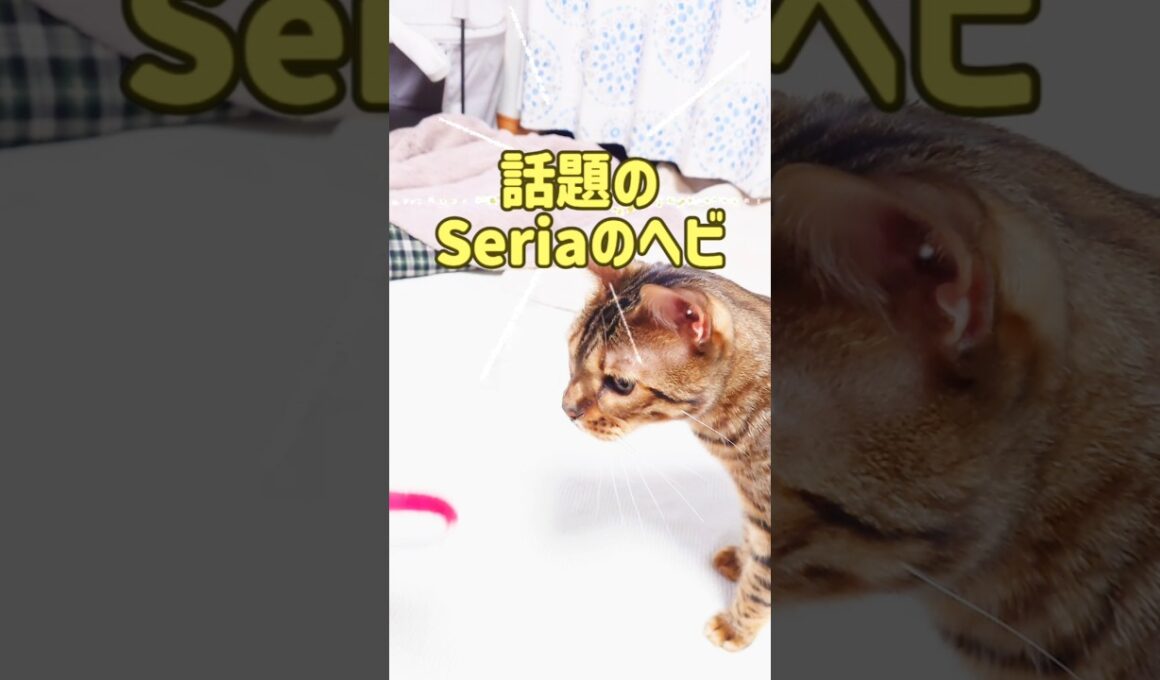 話題のSeriaのヘビ🐍を捕獲してきた #猫 #ベンガル #cat #fyp #Seria #shorts #short