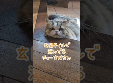 他の子を撮影してると絶対邪魔しに来るあいつら😼 #shorts