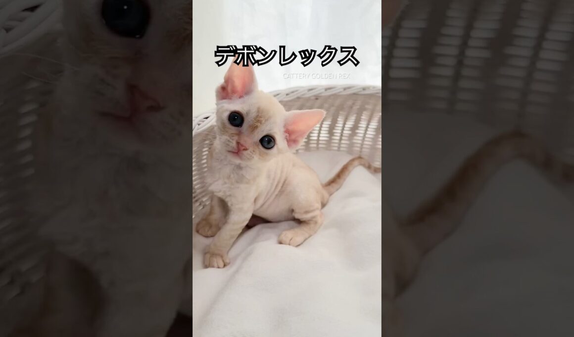 【デボンレックス】 #デボンレックス #emeraldspirit #goldenrex #子猫 #ブリーダー #devonrex #cfa #devonrexkitten #shorts #猫