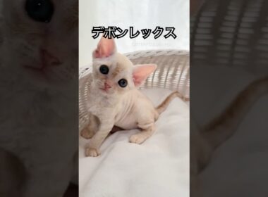 【デボンレックス】 #デボンレックス #emeraldspirit #goldenrex #子猫 #ブリーダー #devonrex #cfa #devonrexkitten #shorts #猫