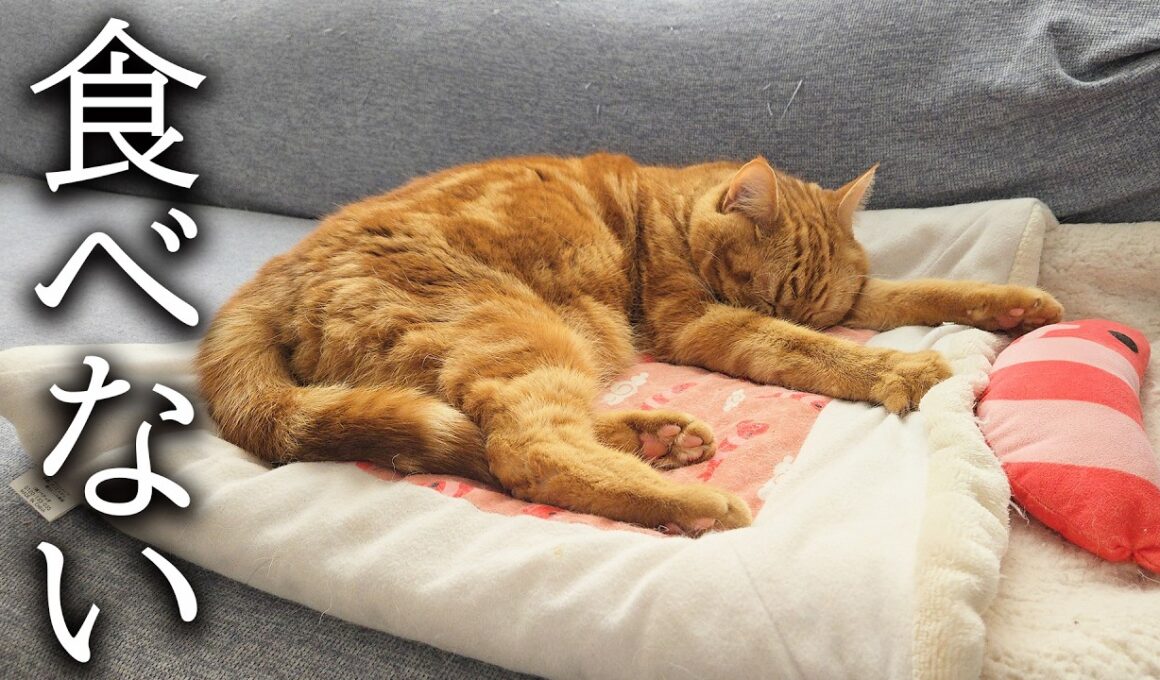 子猫が一口もごはんを食べなくなってしまいました...