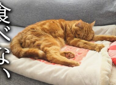 子猫が一口もごはんを食べなくなってしまいました...