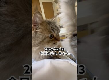 2026/05/13今日のかしちゃん #猫 #ペルシャ #カシス #cat #猫のいる暮らし